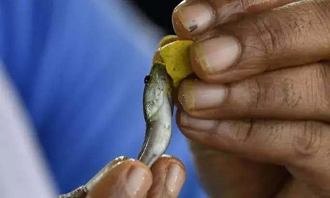 Fish prasadam at Nampally Grounds: Man suffers heart stroke in queue, passes away