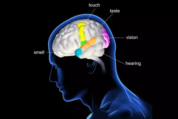 World Brain Tumour Day: How tumours might quietly disrupt our world—one sense at a time World Brain Tumour Day: How tumours might quietly disrupt our world—one sense at a time