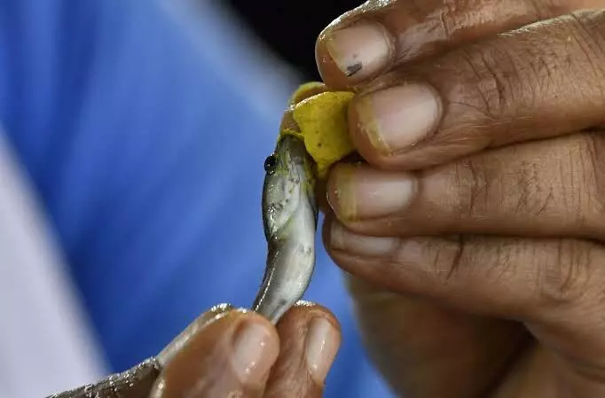 Fish prasadam at Nampally Grounds: Man suffers heart stroke in queue, passes away Fish prasadam at Nampally Grounds: Man suffers heart stroke in queue, passes away