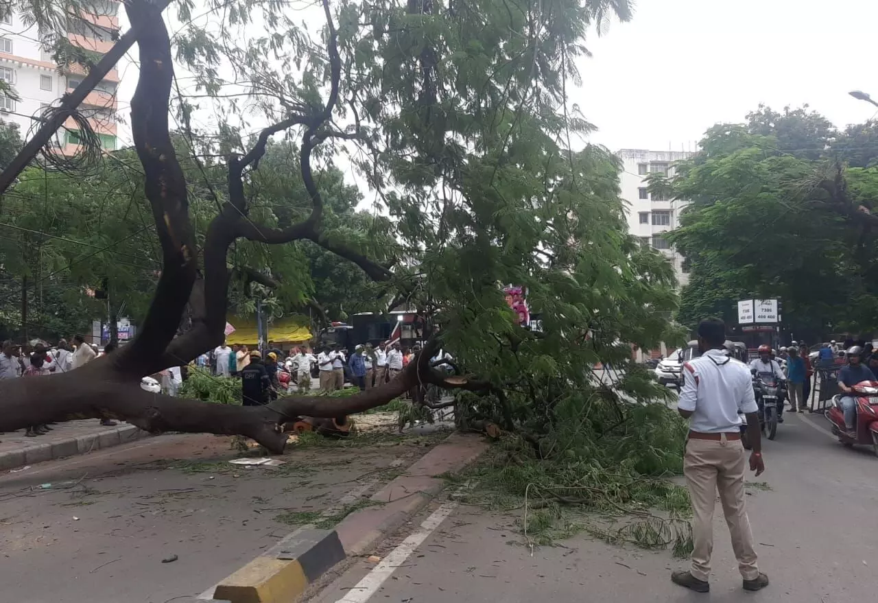 TGSPDCL gears up for monsoon, orders tree trimming to prevent power cuts TGSPDCL gears up for monsoon, orders tree trimming to prevent power cuts