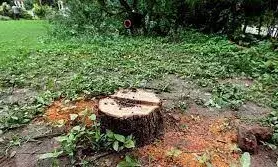 Hyderabad: Police bust MP gang involved in cutting, smuggling sandalwood trees; 4 women held, 19 on run