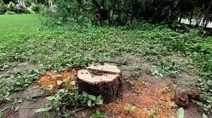 Hyderabad: Police bust MP gang involved in cutting, smuggling sandalwood trees; 4 women held, 19 on run Hyderabad: Police bust MP gang involved in cutting, smuggling sandalwood trees; 4 women held, 19 on run