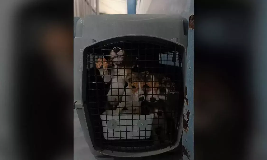 Palamur Biosciences in Telangana under fire for housing over 1,200 animals; rehabilitation ordered
