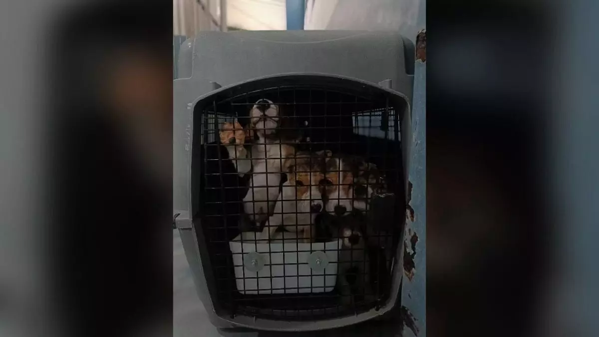 Palamur Biosciences in Telangana under fire for housing over 1,200 animals; rehabilitation ordered Palamur Biosciences in Telangana under fire for housing over 1,200 animals; rehabilitation ordered