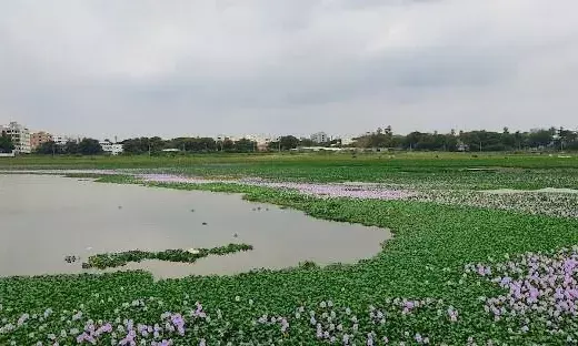 Hyderabad: 1/3 of Yapral’s Nagireddy Kunta Lake lost to encroachments; flood risk increases