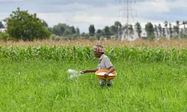 Urea shortage hits Telangana;  Centre allocates 3.06 lakh MT against 5L MT promised