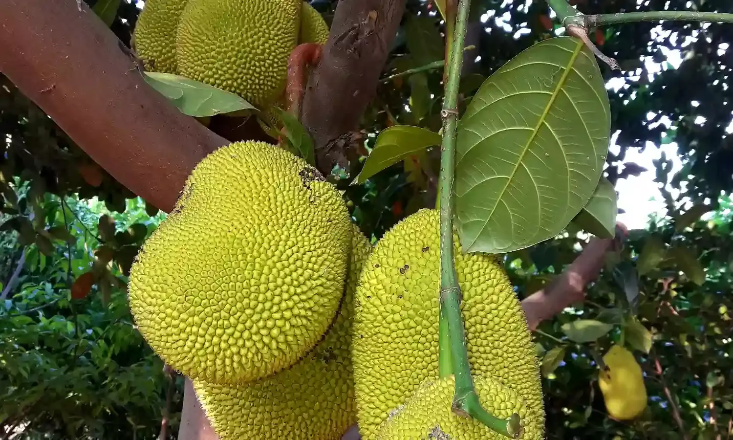 Jackfruit: All you want to know about new super food that has taken West by storm