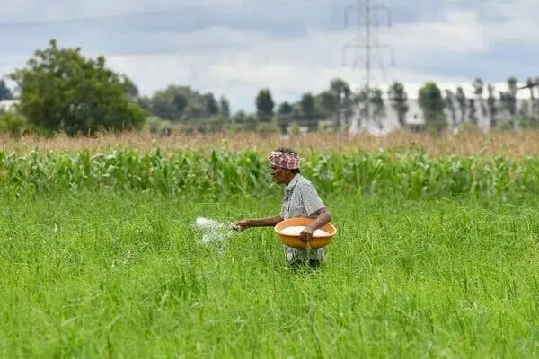 Urea shortage hits Telangana; Centre allocates 3.06 lakh MT against 5L MT promised Urea shortage hits Telangana; Centre allocates 3.06 lakh MT against 5L MT promised