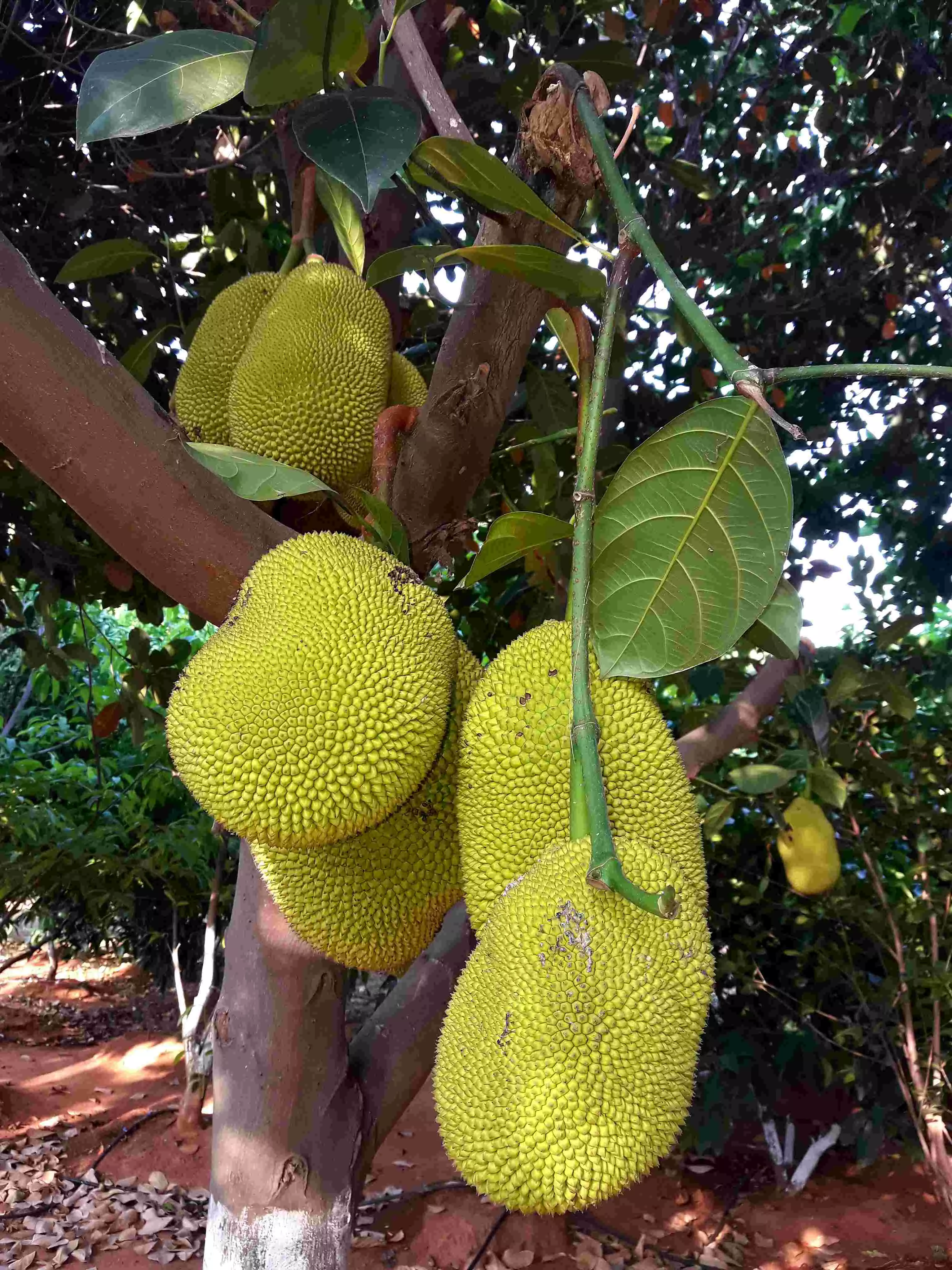 Jackfruit: All you want to know about new super food that has taken West by storm Jackfruit: All you want to know about new super food that has taken West by storm