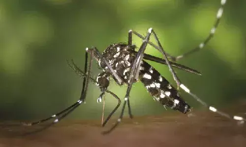 Telangana mosquito precautions, mosquito bite prevention Telangana