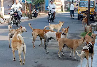 Opinion: Loving dogs doesn’t mean hating people; quite the opposite! Opinion: Loving dogs doesn’t mean hating people; quite the opposite!