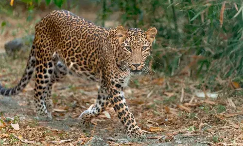 Leopard terror: Panic after big cats spotted on RCI, Vignyanakancha campus