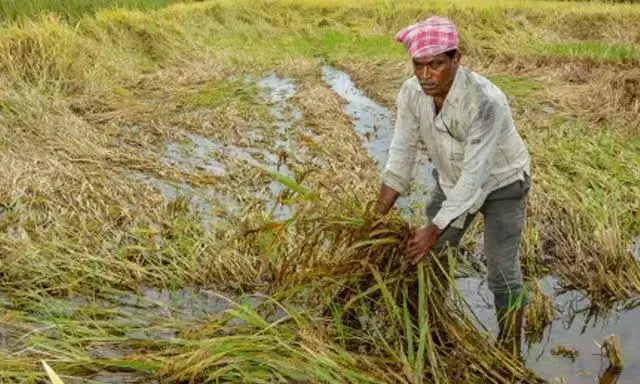 Rain shortfall hits Telangana’s Kharif season; paddy cultivation most affected