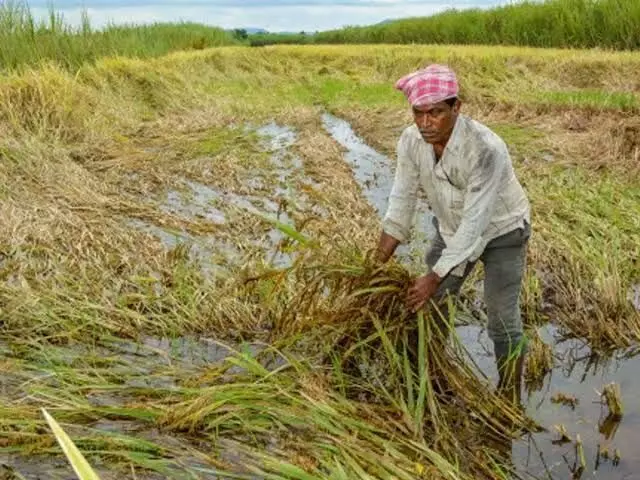 Rain shortfall hits Telangana’s Kharif season; paddy cultivation most affected Rain shortfall hits Telangana’s Kharif season; paddy cultivation most affected