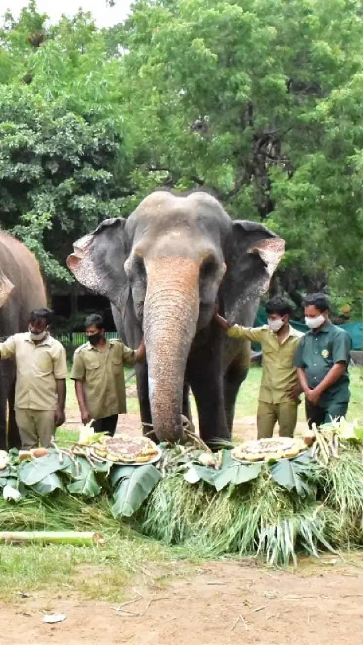 Serval Cats Introduced, Green Initiatives Launched at Nehru Zoological Park for Vana Mahotsav 2025