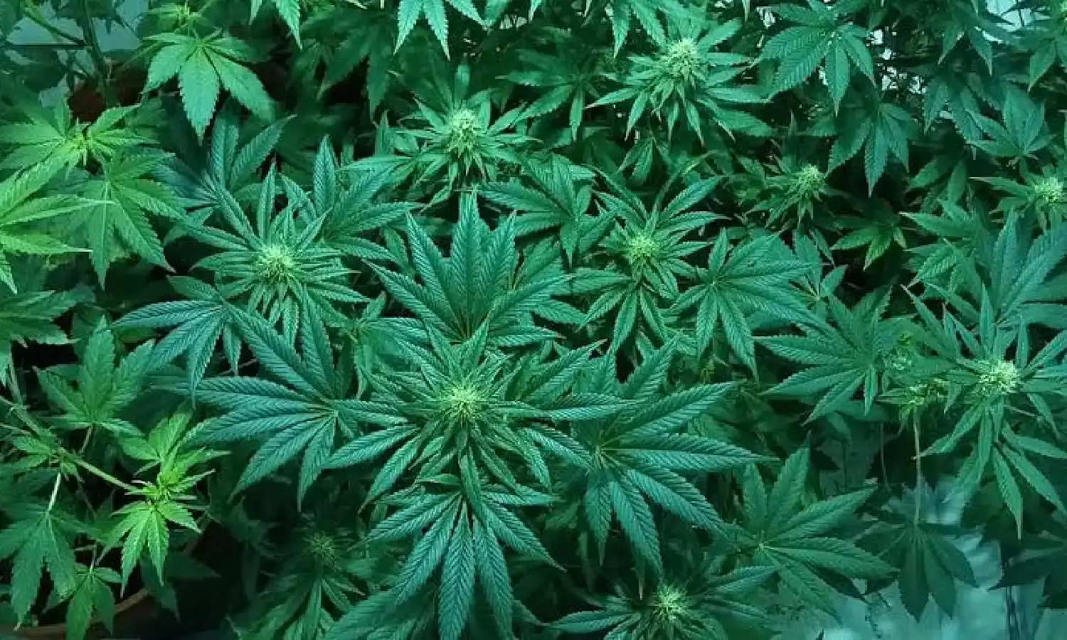 What is hydroponic weed? Why are young professionals using it as an alternative to cocaine?