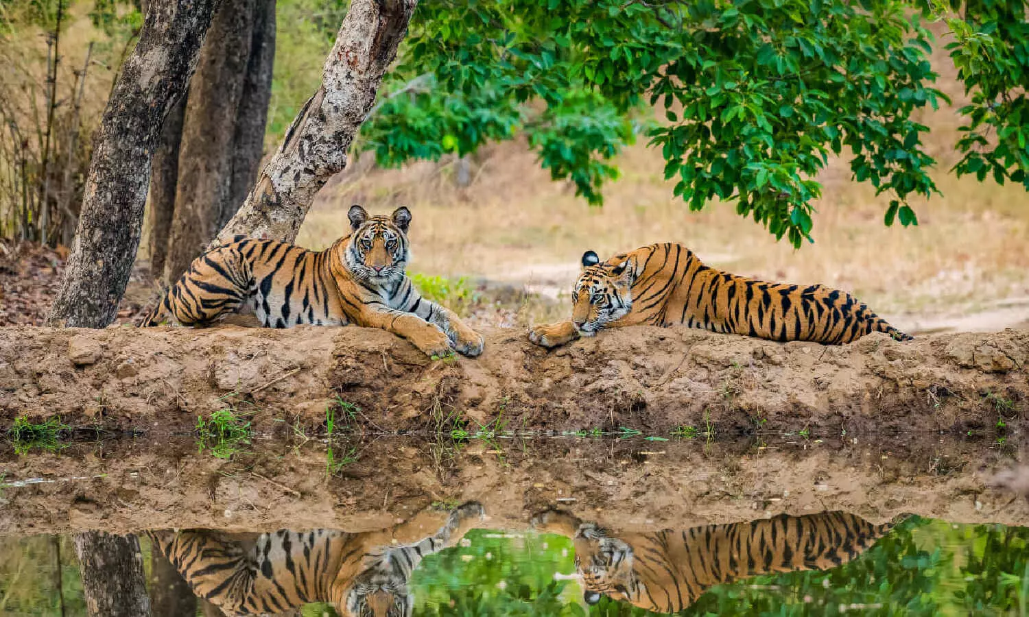 GO 49 on establishing Komaram Bheem tiger reserve suspended following backlash from tribals GO 49 on establishing Komaram Bheem tiger reserve suspended following backlash from tribals