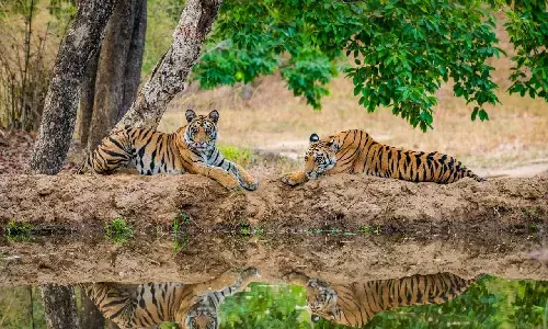 GO 49 on establishing Komaram Bheem tiger reserve suspended following backlash from tribals