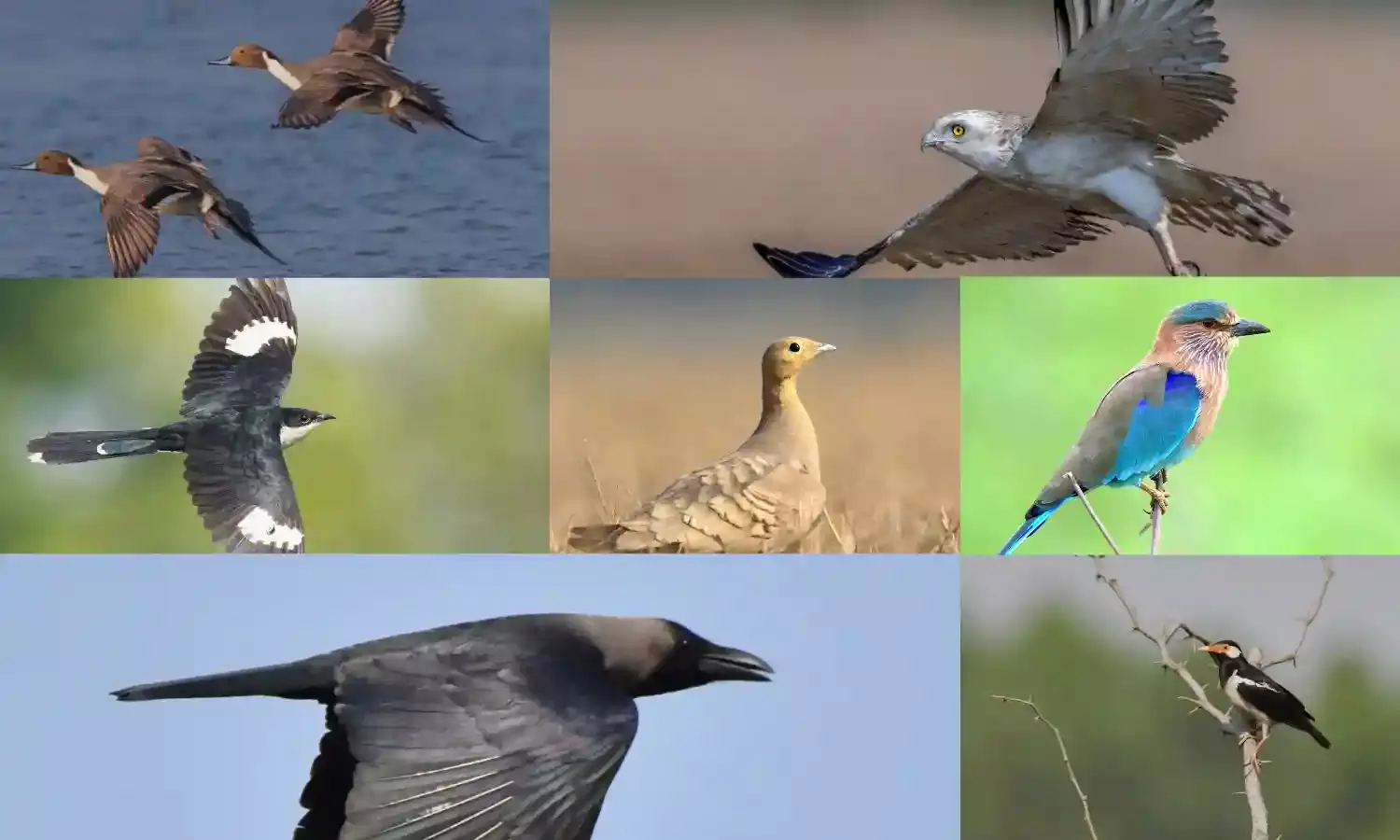Telangana hosts 452 bird species, reveals scientific study by OU professor, Hyderabad Birding Pals