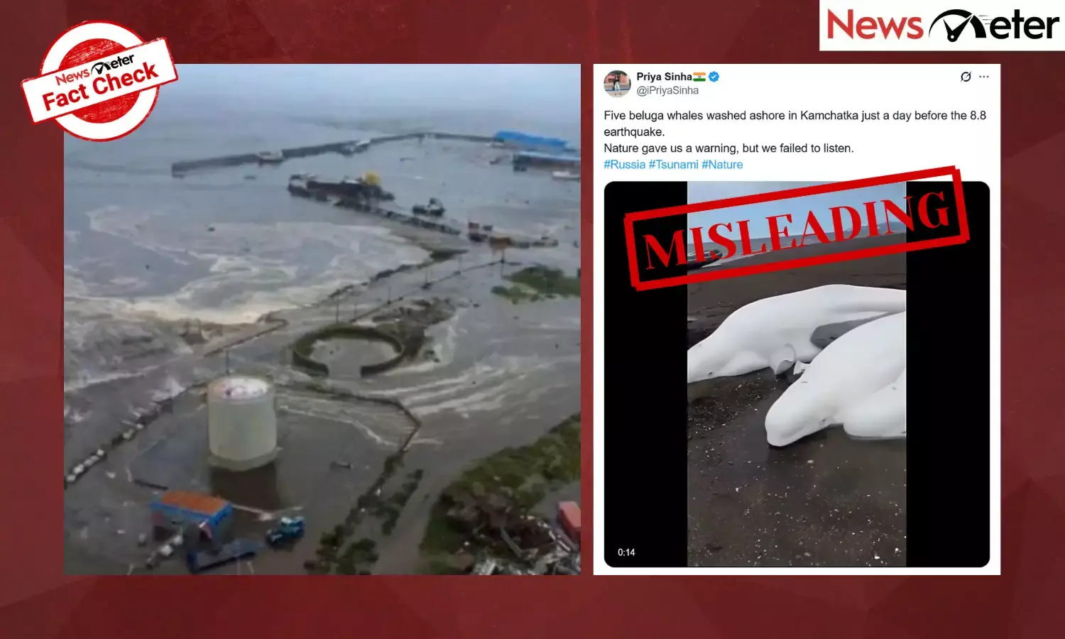 A video claiming to show beluga whales washed ashore in Kamchatka after a powerful earthquake is going viral.