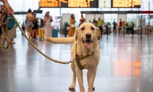 Hyderabad: Rajiv Gandhi International Airport deploys toy poodles to welcome travelers, ease anxiety