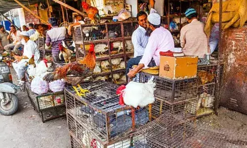 GHMC orders closure of slaughterhouses, beef shops on I-Day, Janmashtami; HC asked to intervene