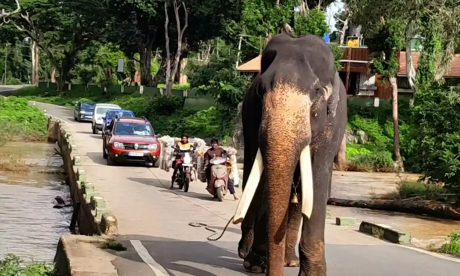 World Elephant Day: Spotlight on gentle giants and their fight for survival