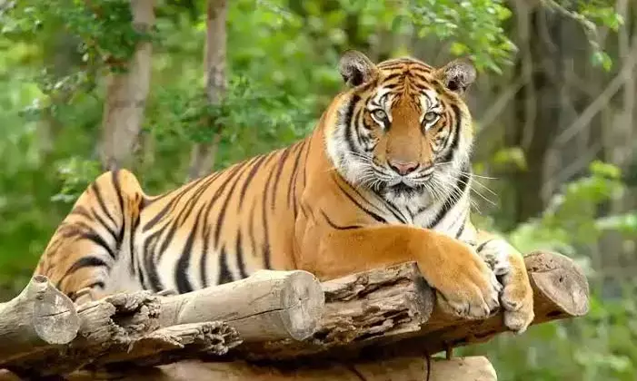 Develop Amrabad, Kawal reserves so tourists can spot tigers in Telangana: CM Revanth