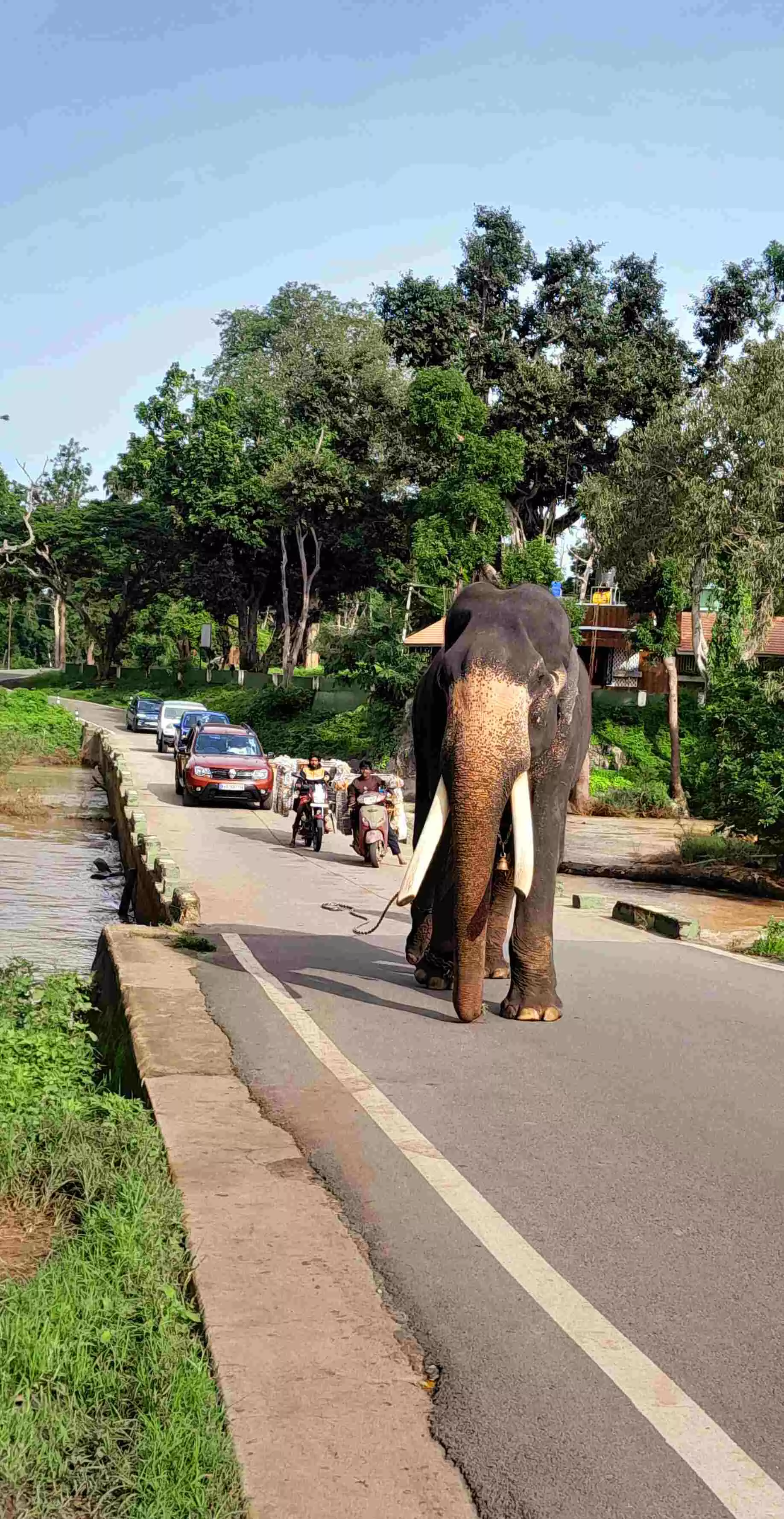 World Elephant Day: Spotlight on gentle giants and their fight for survival World Elephant Day: Spotlight on gentle giants and their fight for survival