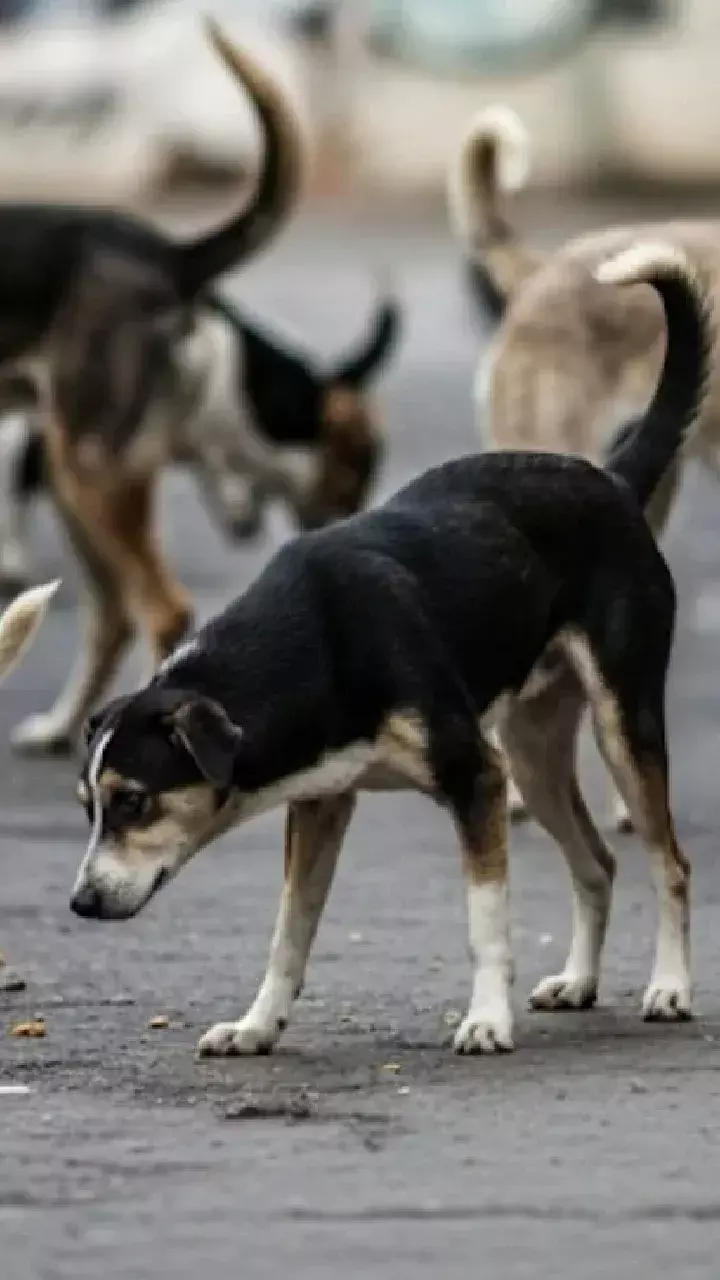 Supreme Court Orders Removal of All Stray Dogs from Delhi-NCR Streets