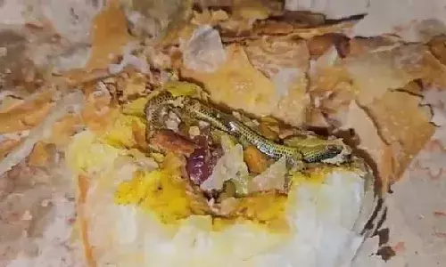 Skink found in puff: Jadcherla Bakery sealed, case registered