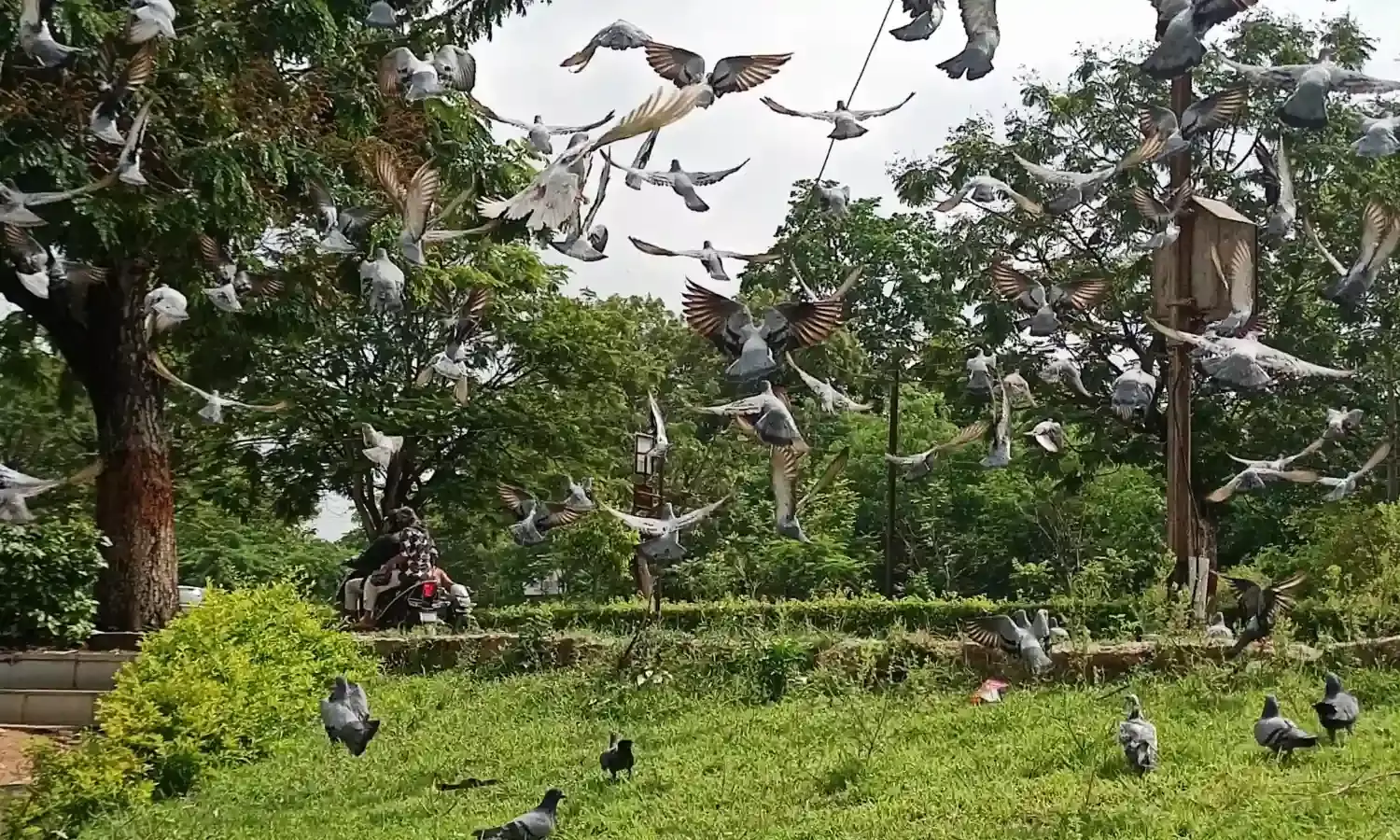 Hyderabad residents urged to stop feeding pigeons amid health risk concerns