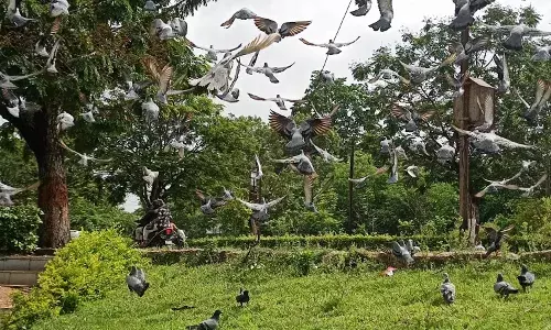 Hyderabad residents urged to stop feeding pigeons amid health risk concerns
