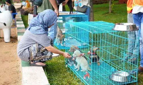Animal lovers turn up in large numbers to adopt puppies at JVR Park in Banjara Hills