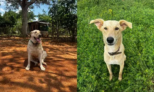 International Dog Day celebrates human-canine bond; spotlight on rescue