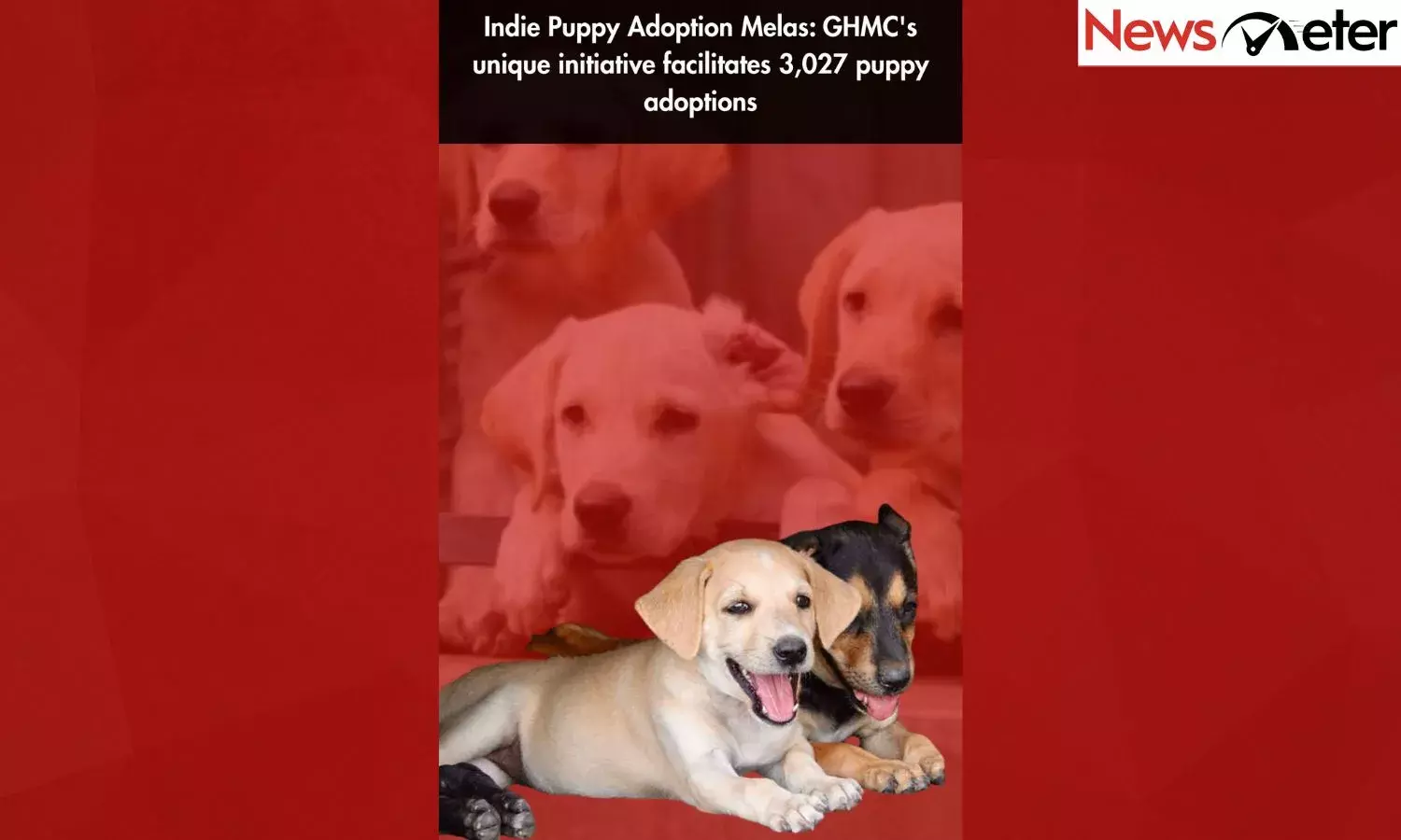 Indie Puppy Adoption Melas: GHMCs unique initiative facilitates 3,027 puppy adoptions