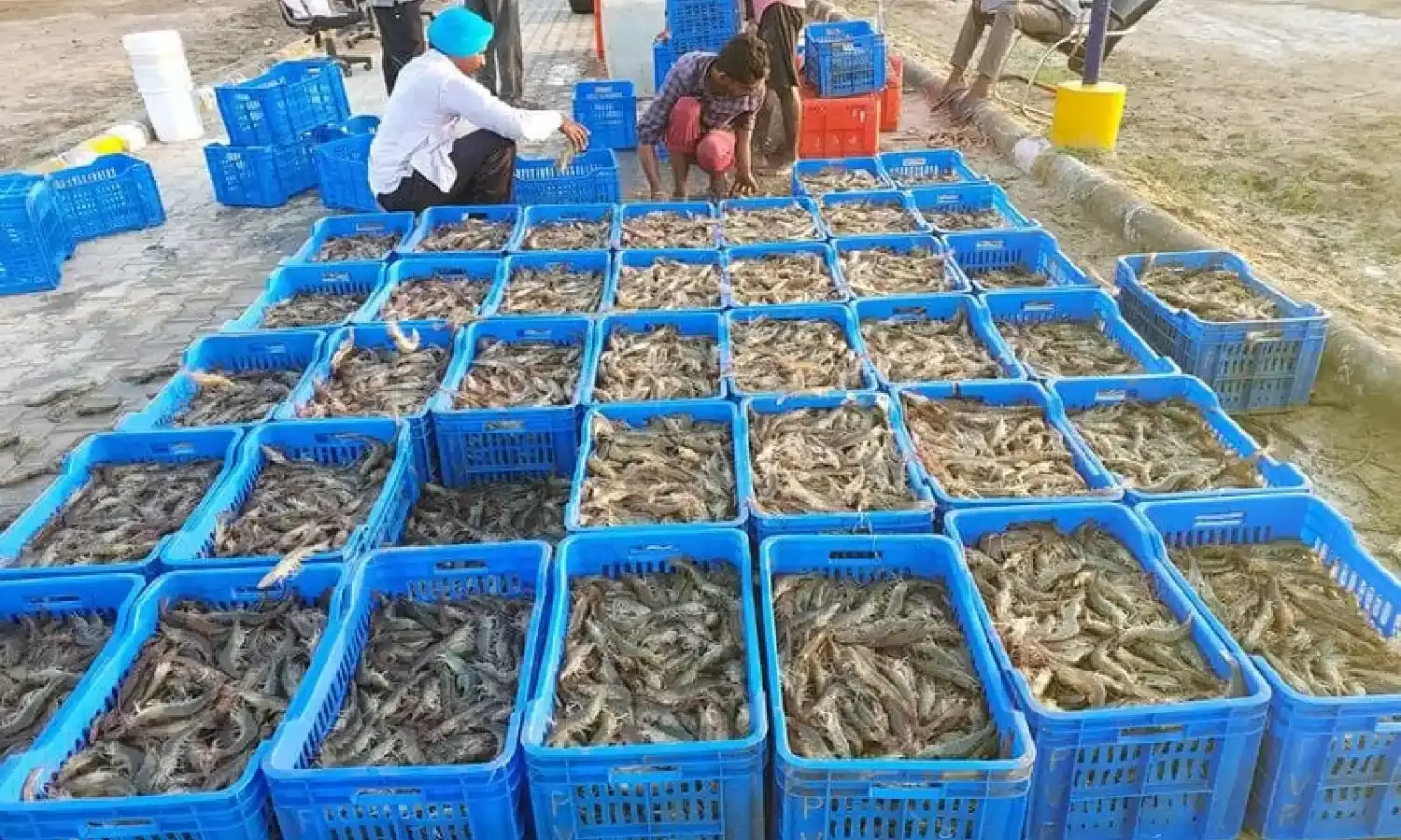 US tariff impact: Andhra shrimp export losses hit ₹25,000 Cr; CM Naidu sends SOS to Centre