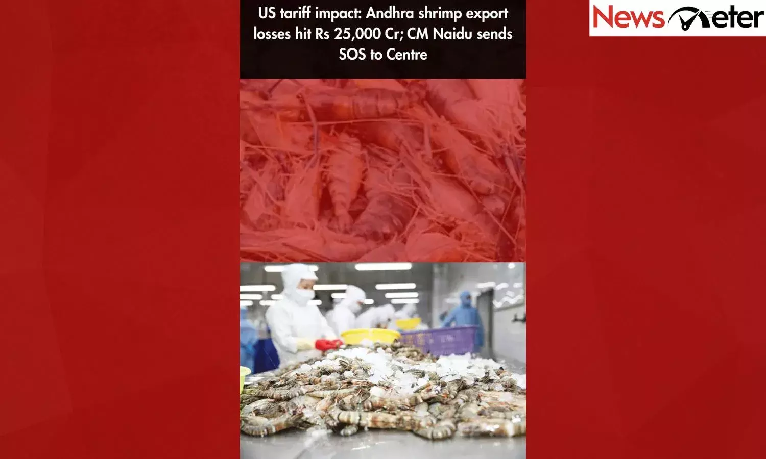 US tariff impact: Andhra shrimp export losses hit Rs 25,000 Cr; CM Naidu sends SOS to Centre