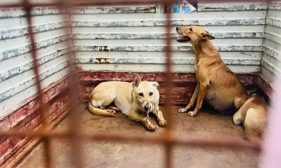 Golden Leaves Villa in Nagole hires illegal dog catchers; many strays cruelly restrained, hurt