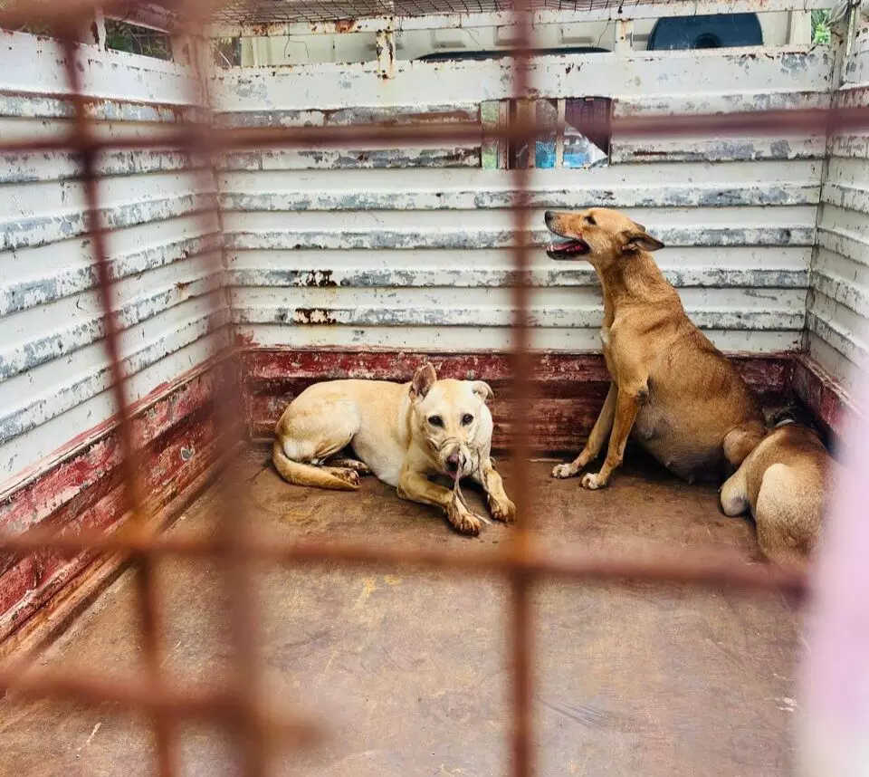 Golden Leaves Villa in Nagole hires illegal dog catchers; many strays cruelly restrained, hurt Golden Leaves Villa in Nagole hires illegal dog catchers; many strays cruelly restrained, hurt
