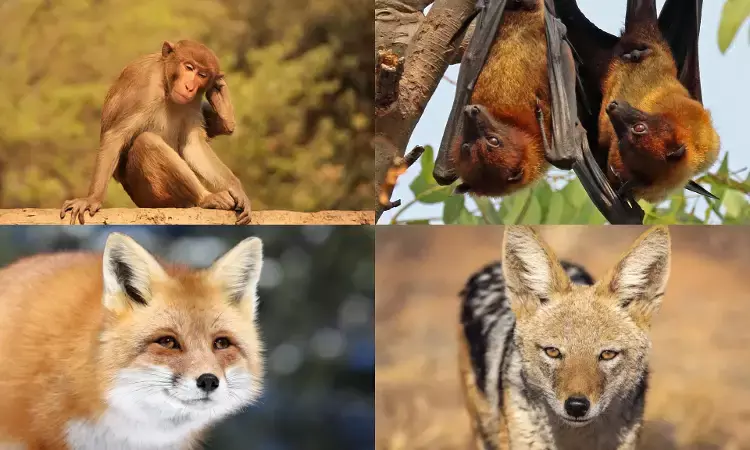 On World Rabies Day, experts warn about transmission from monkeys, bats, foxes and jackals