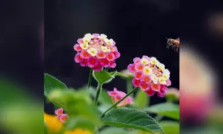 Beautiful but destructive Lantana Camara Plants