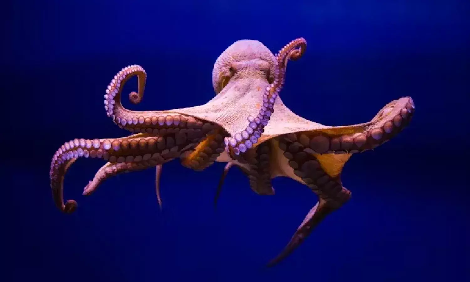 On World Octopus Day, scientists highlight how octopus intelligence is shaping robotics, AI research