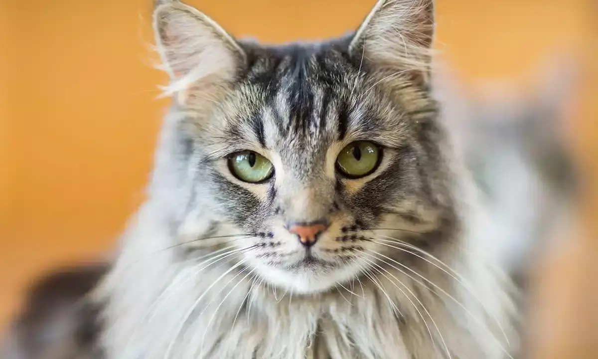 Global cat day: Tracing its journey from temples and tombs to modern homes