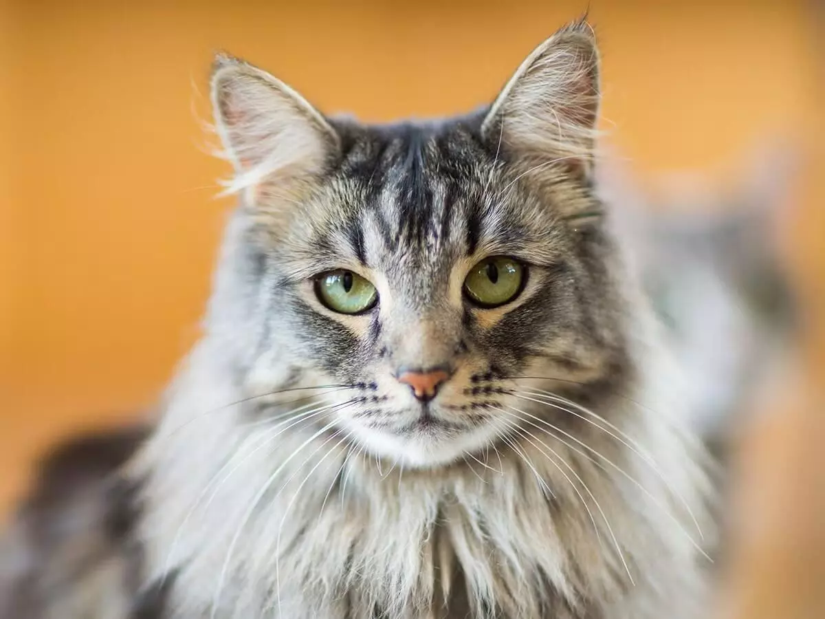 Global cat day: Tracing its journey from temples and tombs to modern homes Global cat day: Tracing its journey from temples and tombs to modern homes