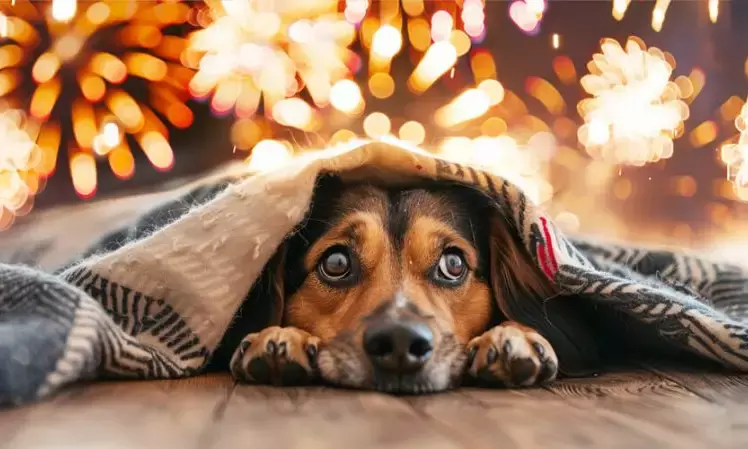 Keeping seniors and pets safe this Diwali: Experts share practical tips