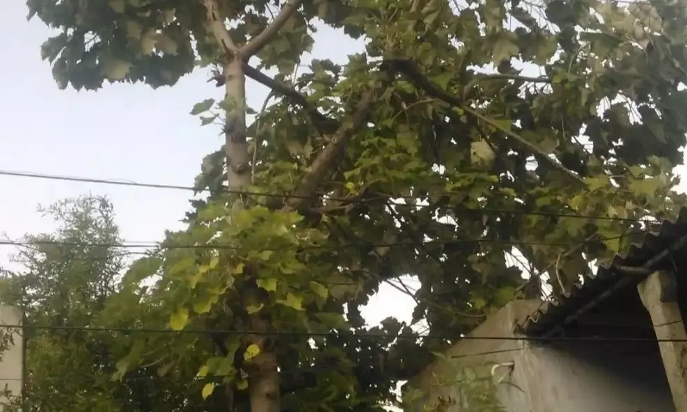 Telangana’s Poniki tree gets a lifeline with germination breakthrough from Mulugu researchers