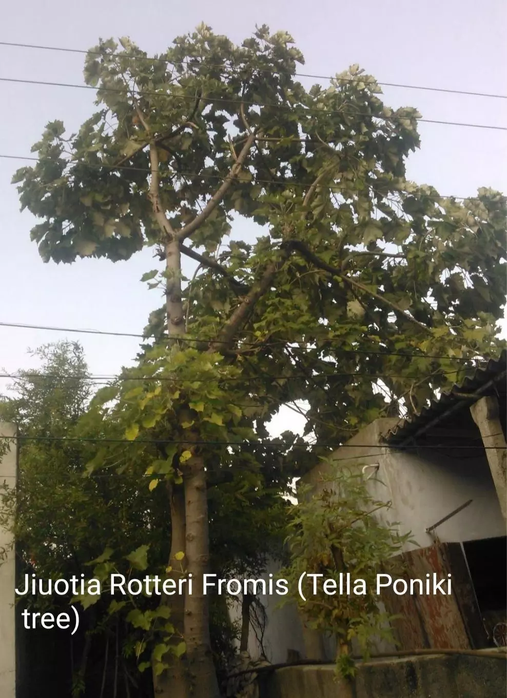 Telangana’s Poniki tree gets a lifeline with germination breakthrough from Mulugu researchers Telangana’s Poniki tree gets a lifeline with germination breakthrough from Mulugu researchers