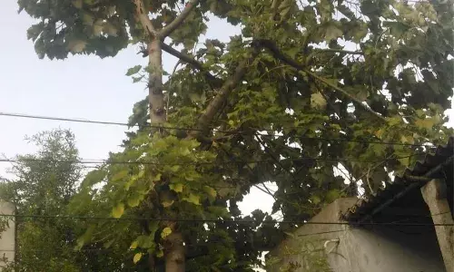 Telanganaās Poniki tree gets a lifeline with germination breakthrough from Mulugu researchers
