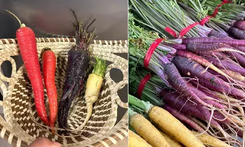 The history of colourful carrots